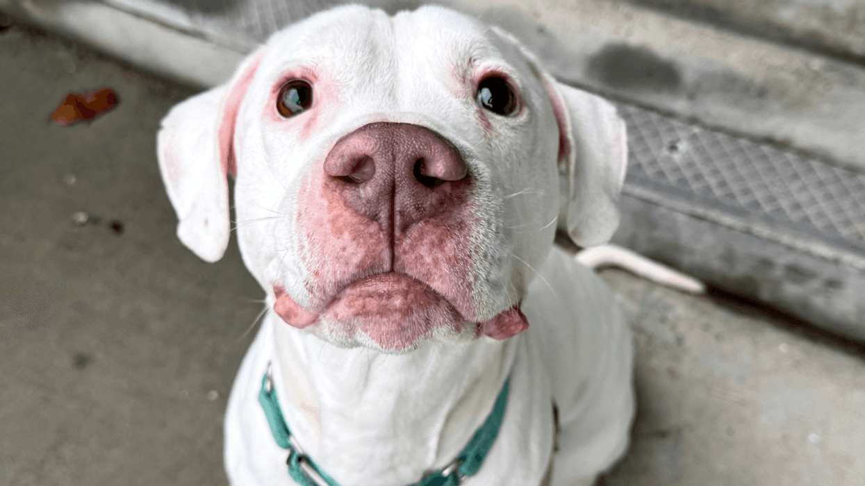 Adopt Don't Shop