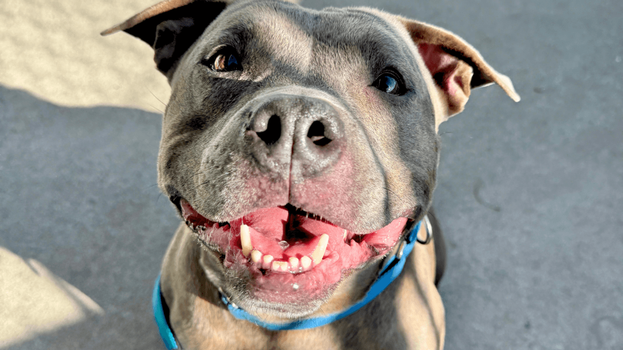 Adopt Don't Shop