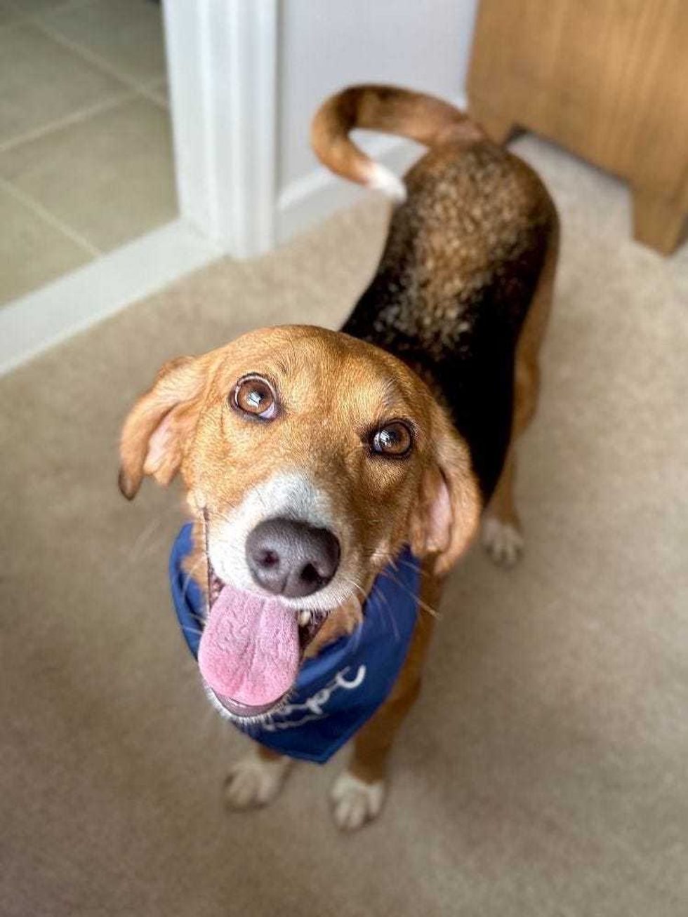 Adopt Don