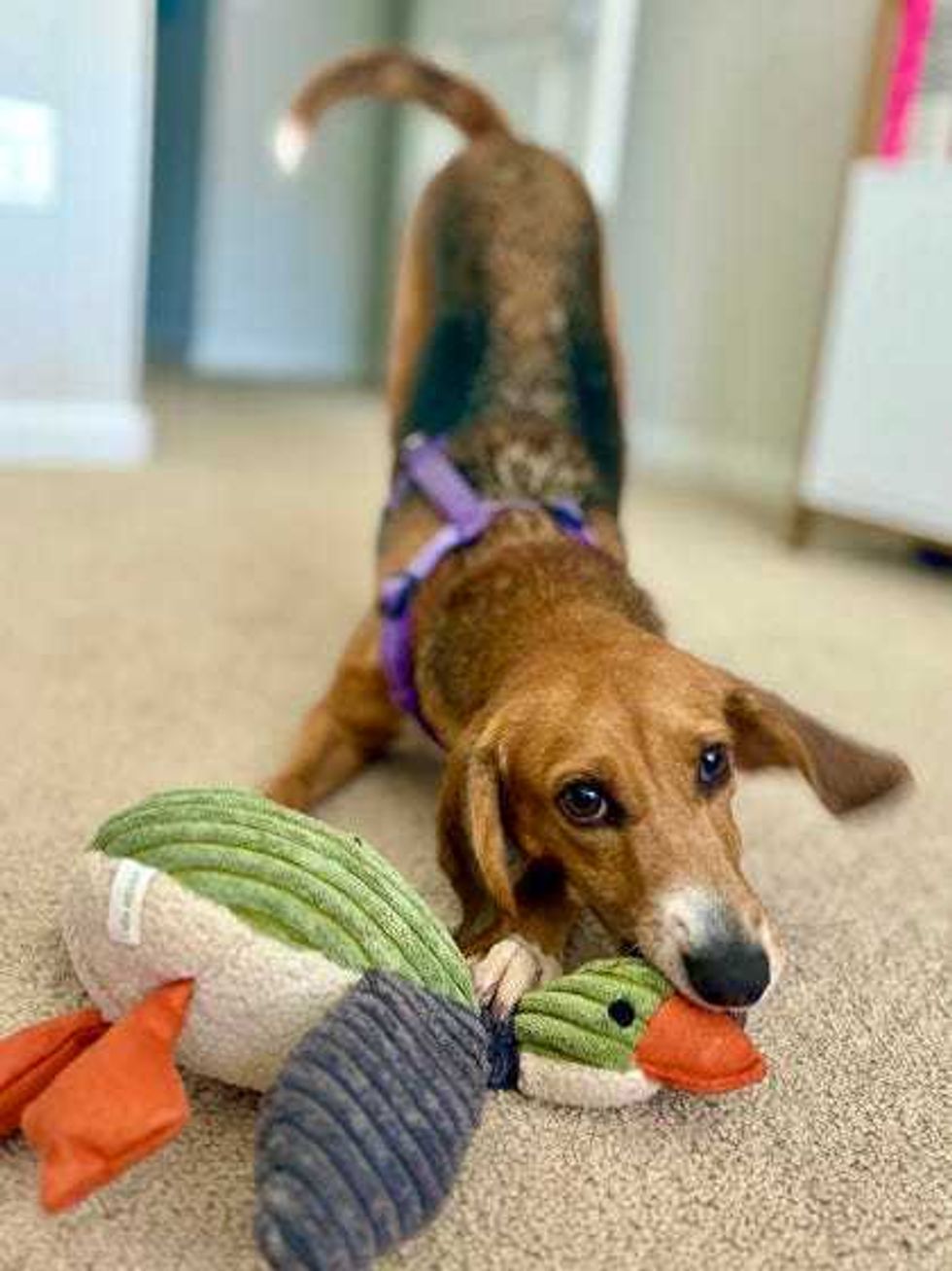 Adopt Don