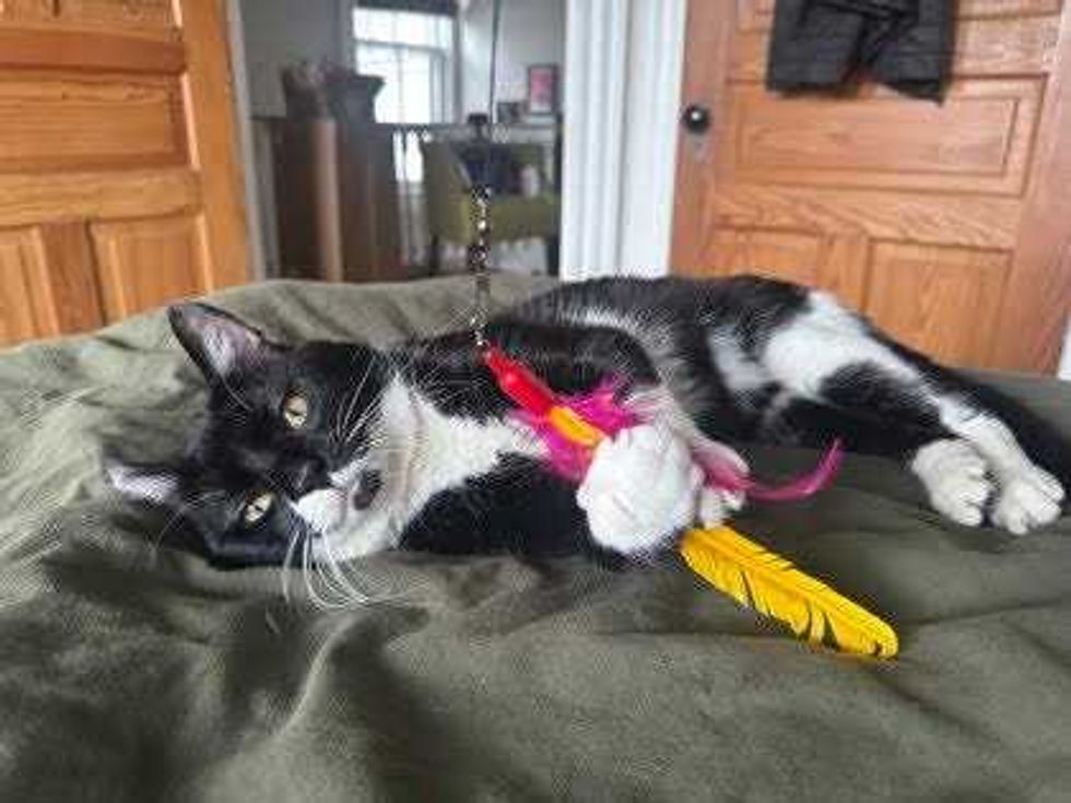Adopt Don