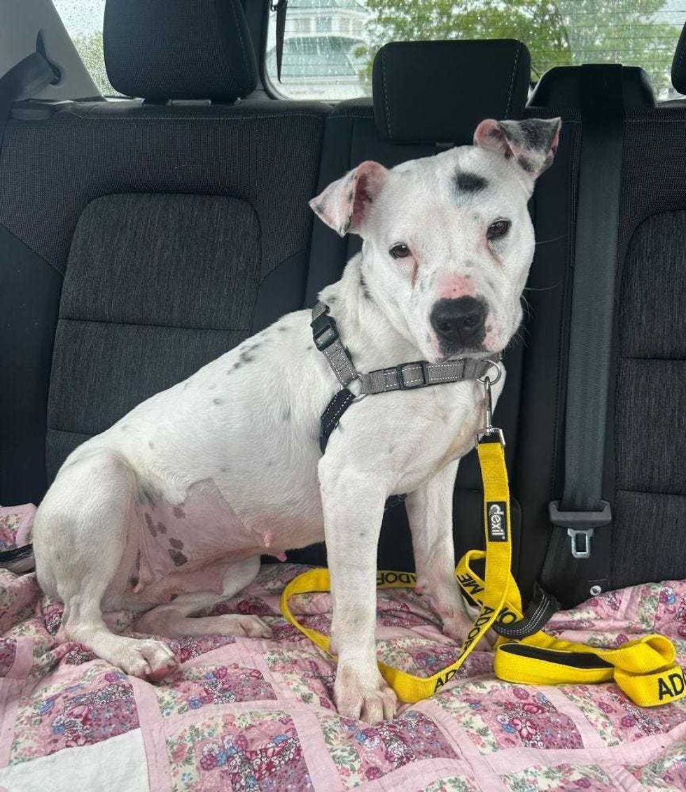Adopt Don