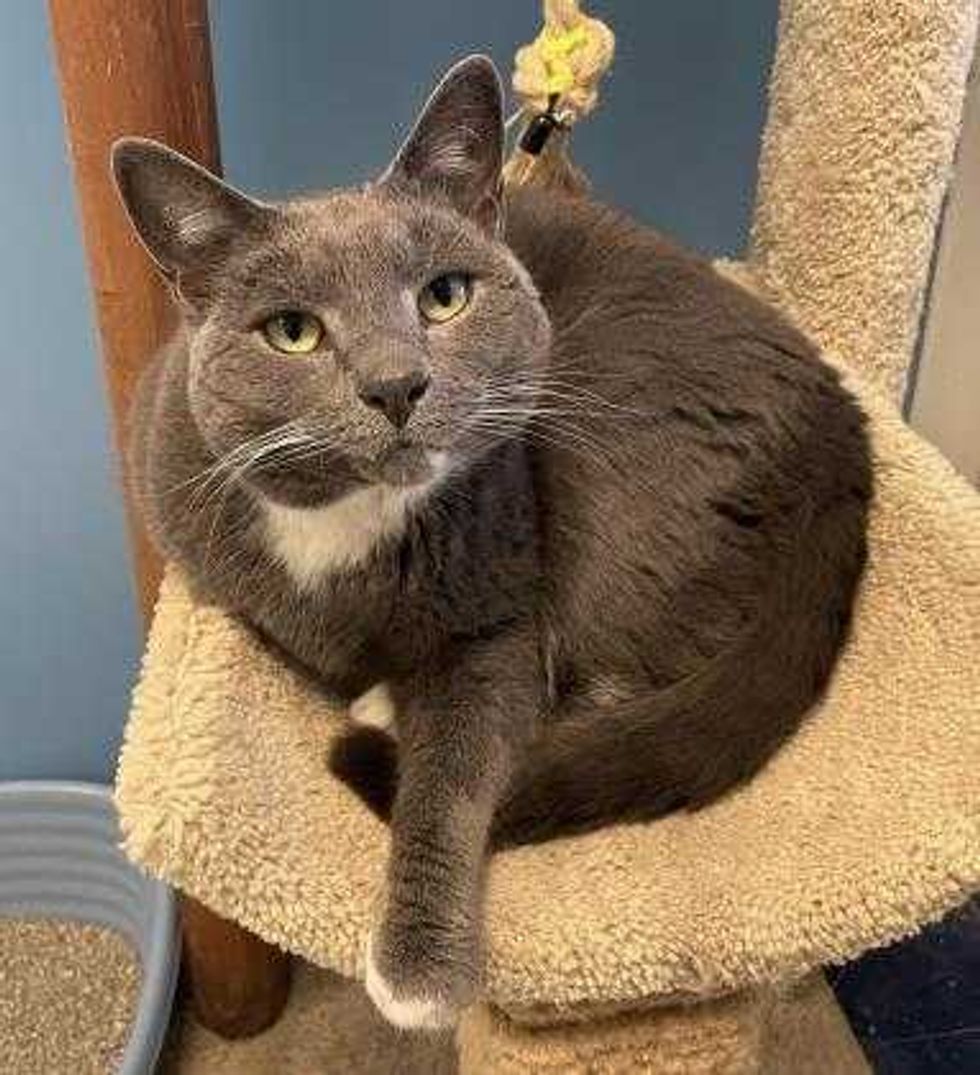 Adopt Don