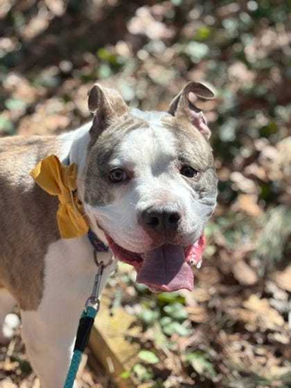 Adopt Don