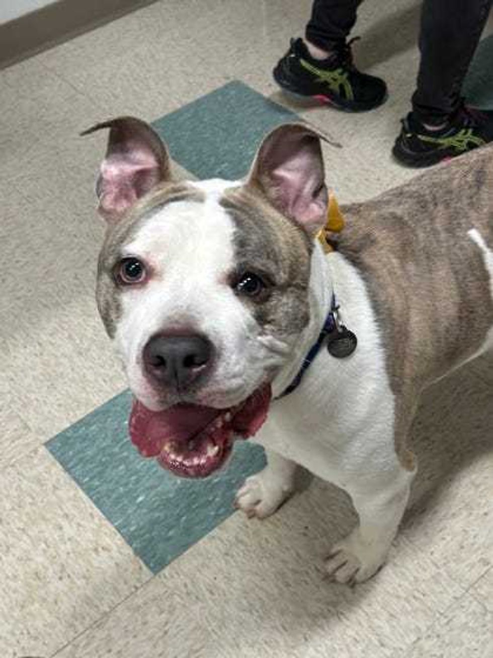 Adopt Don