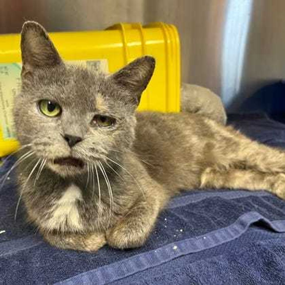 Adopt Don