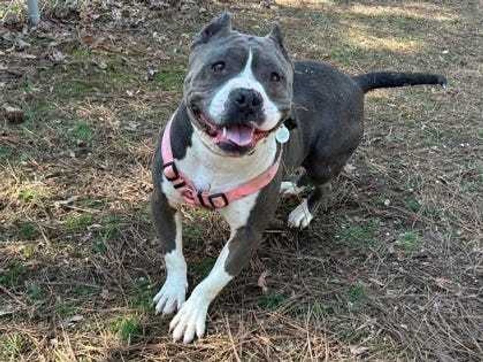 Adopt Don