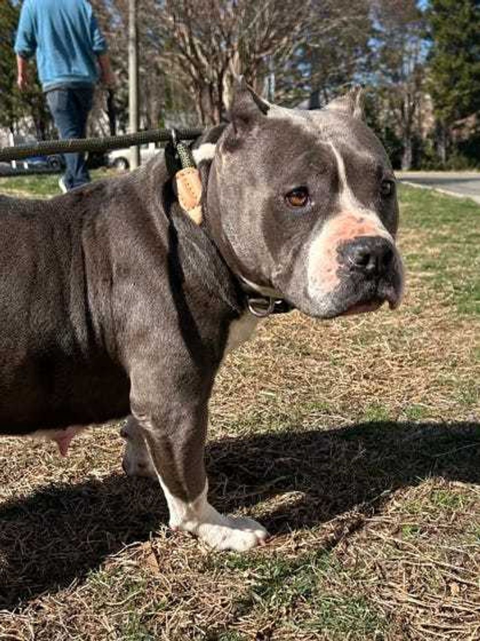 Adopt Don
