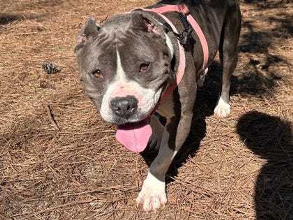 Adopt Don