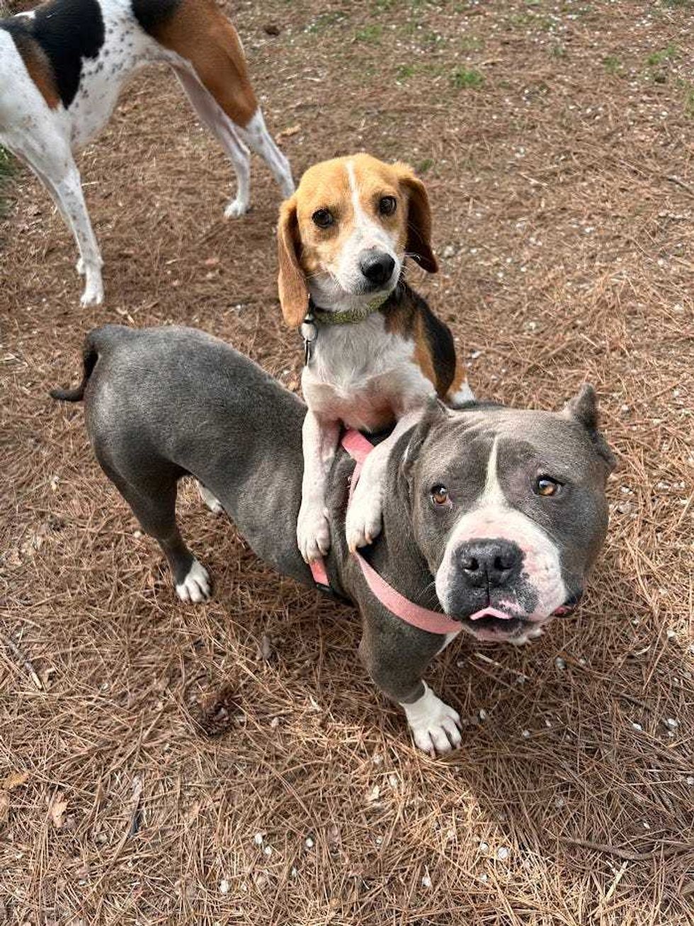 Adopt Don