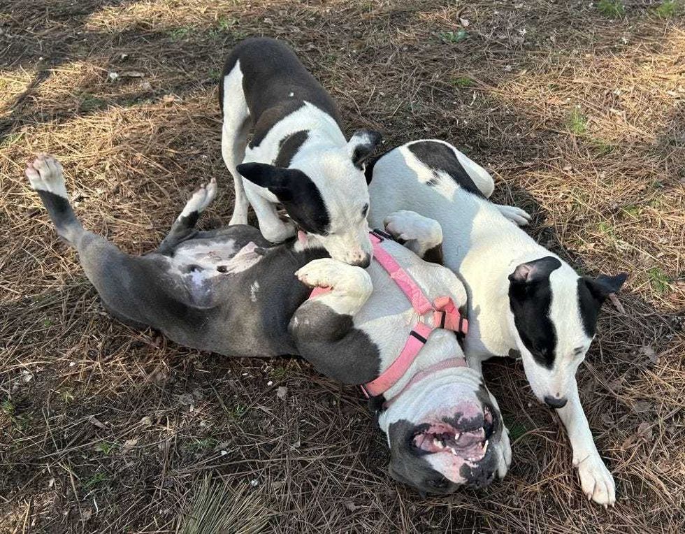 Adopt Don