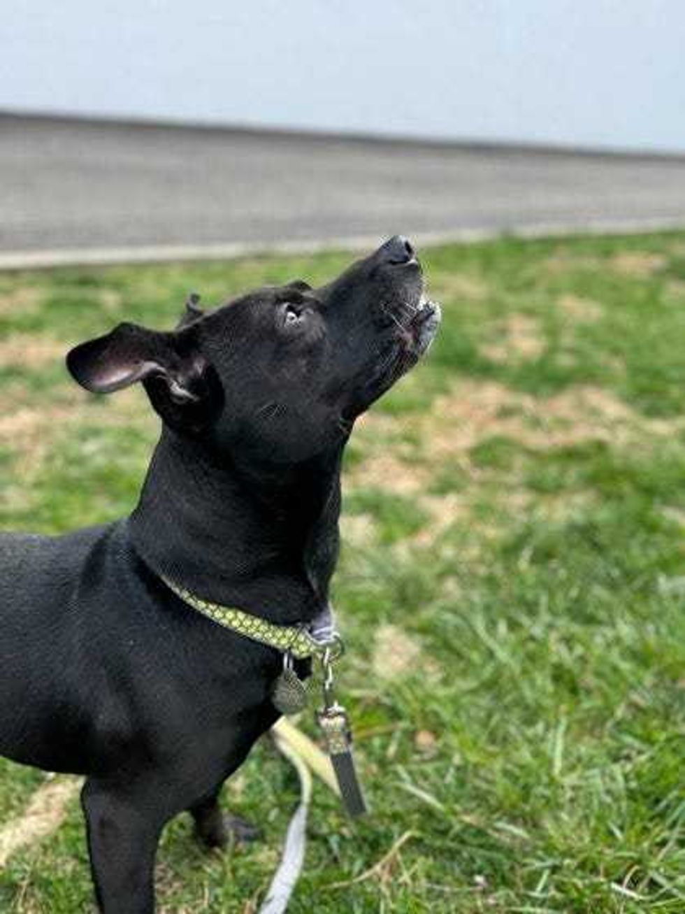 Adopt Don