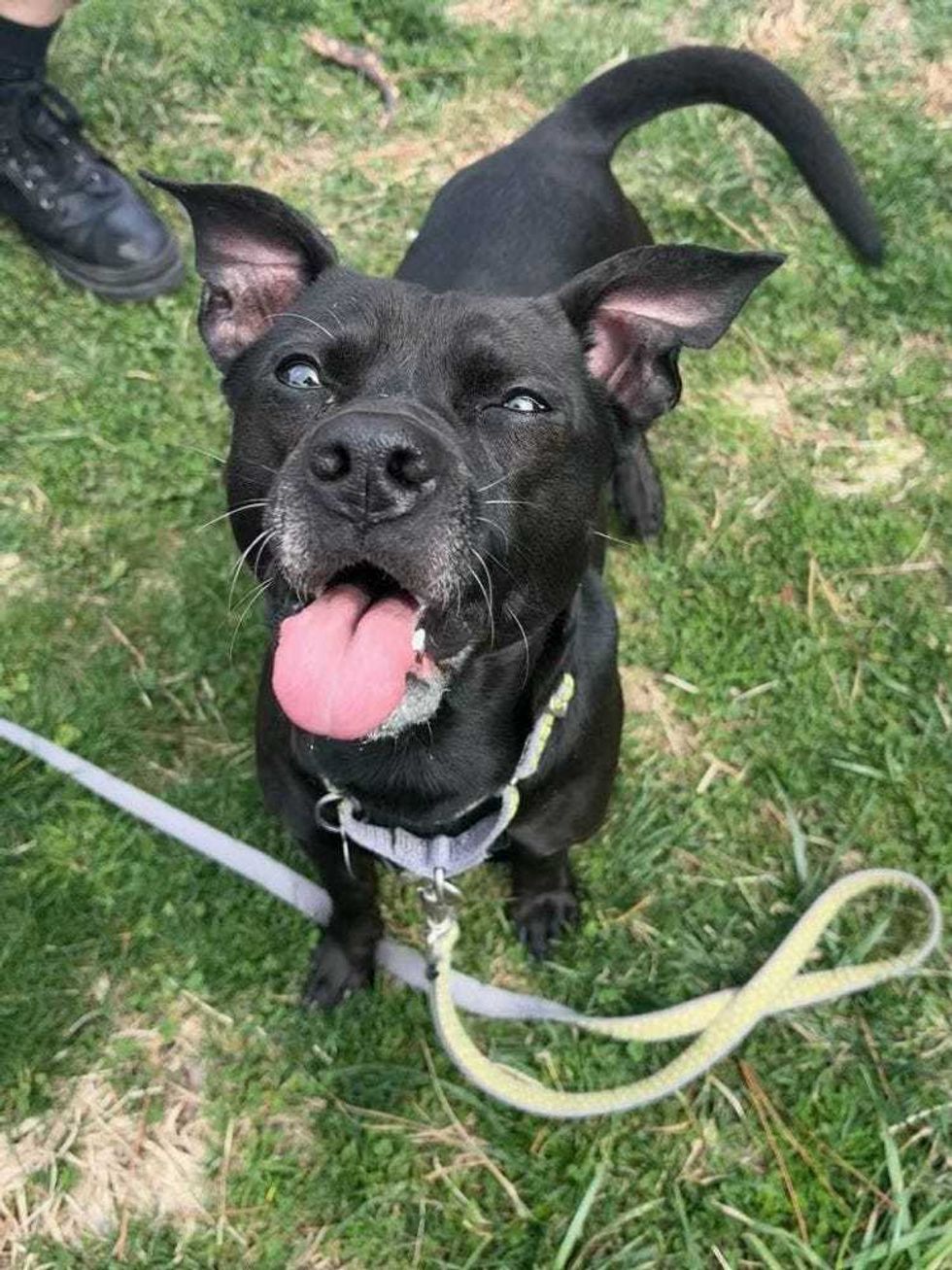 Adopt Don