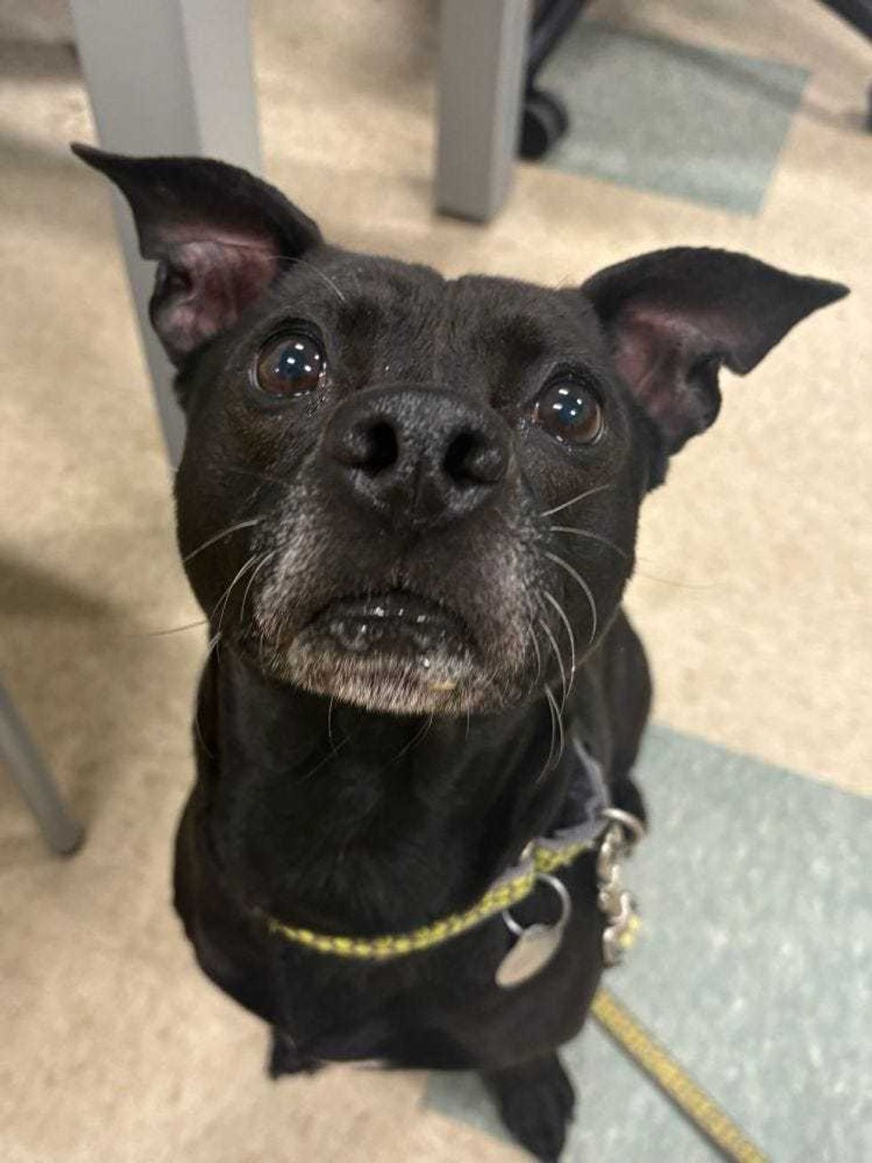 Adopt Don