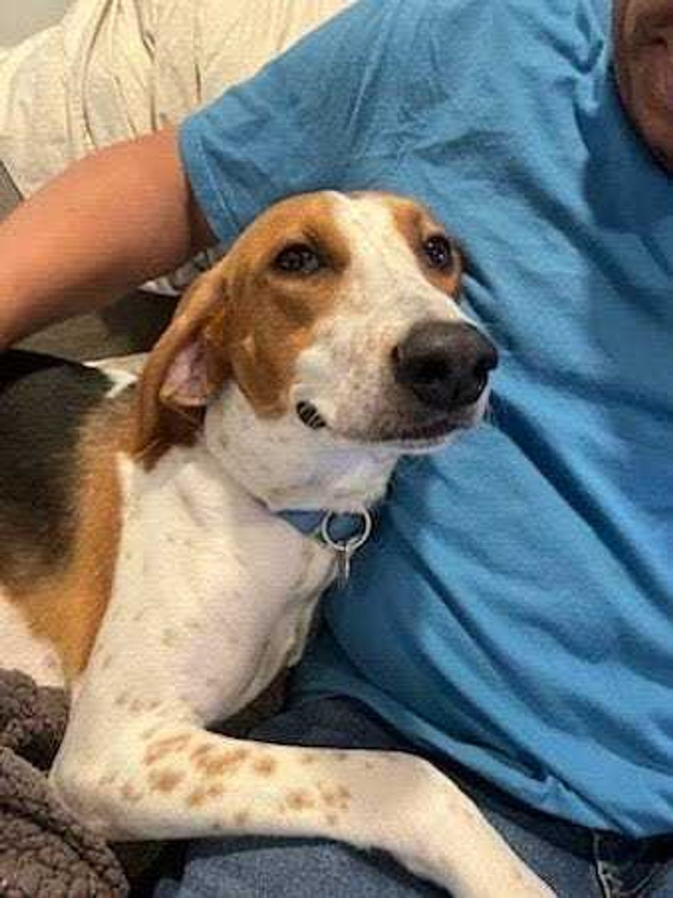 Adopt Don