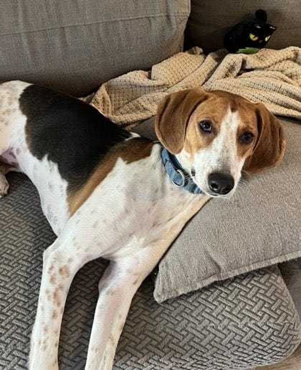 Adopt Don