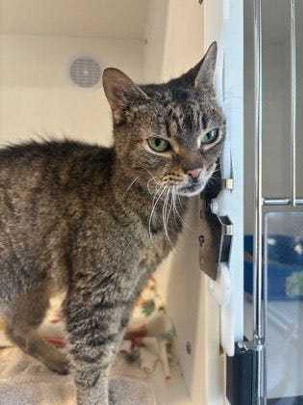 Adopt Don