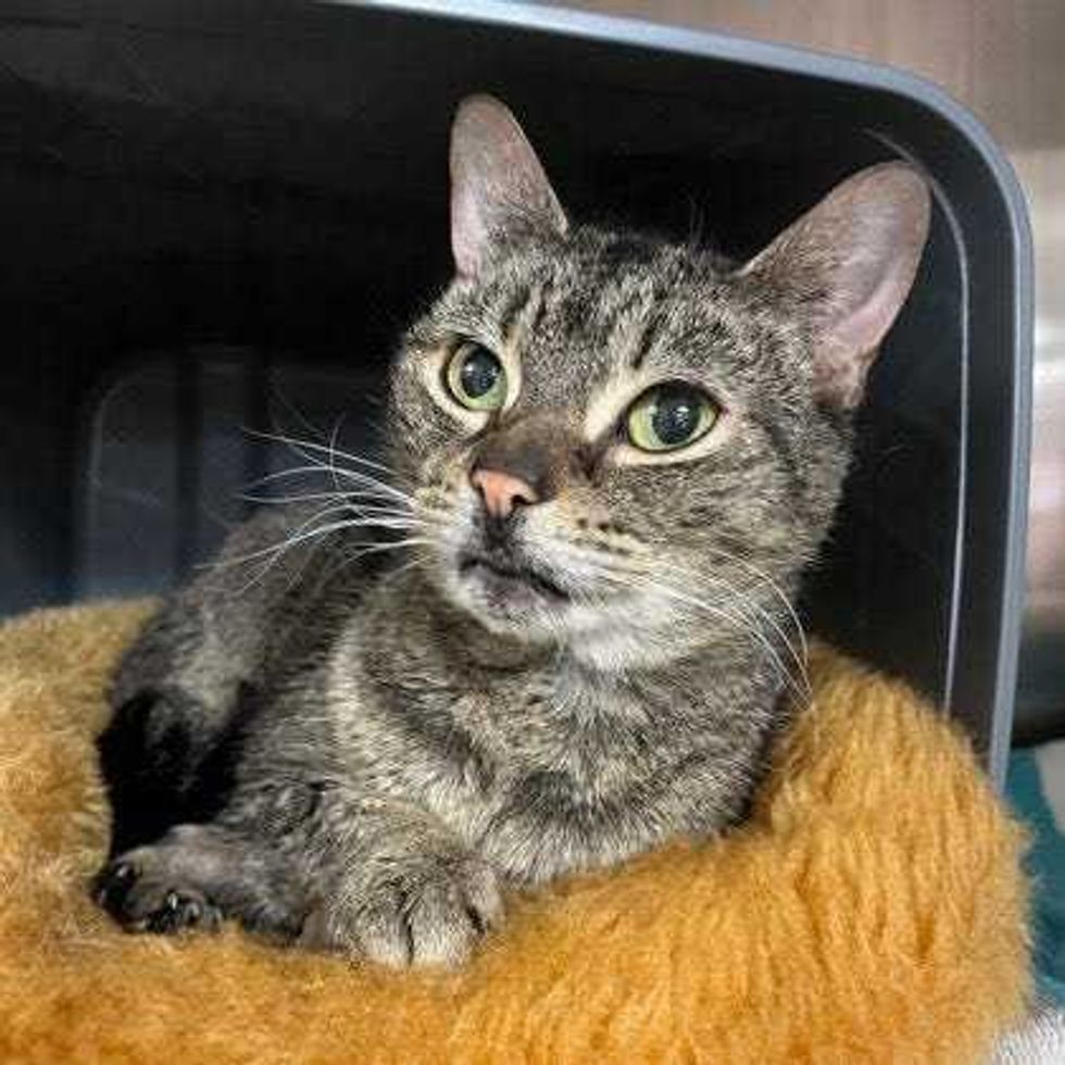 Adopt Don