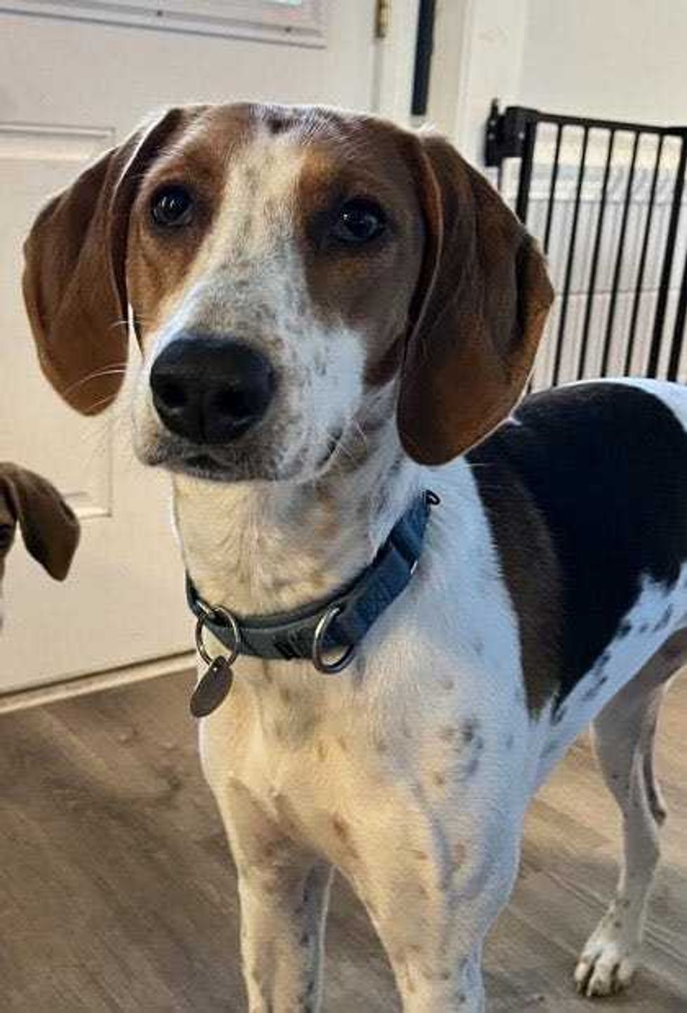 Adopt Don