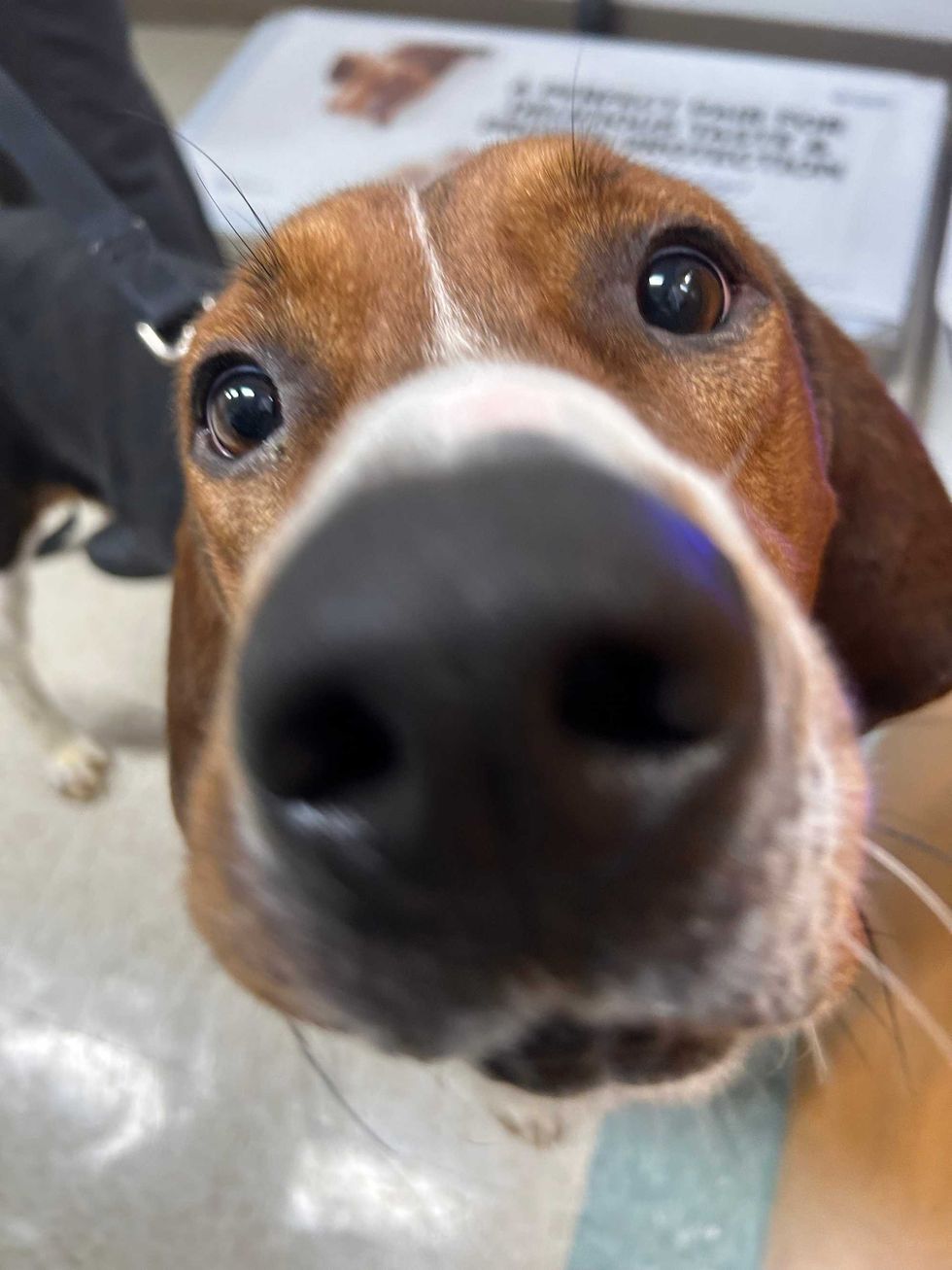 Adopt Don