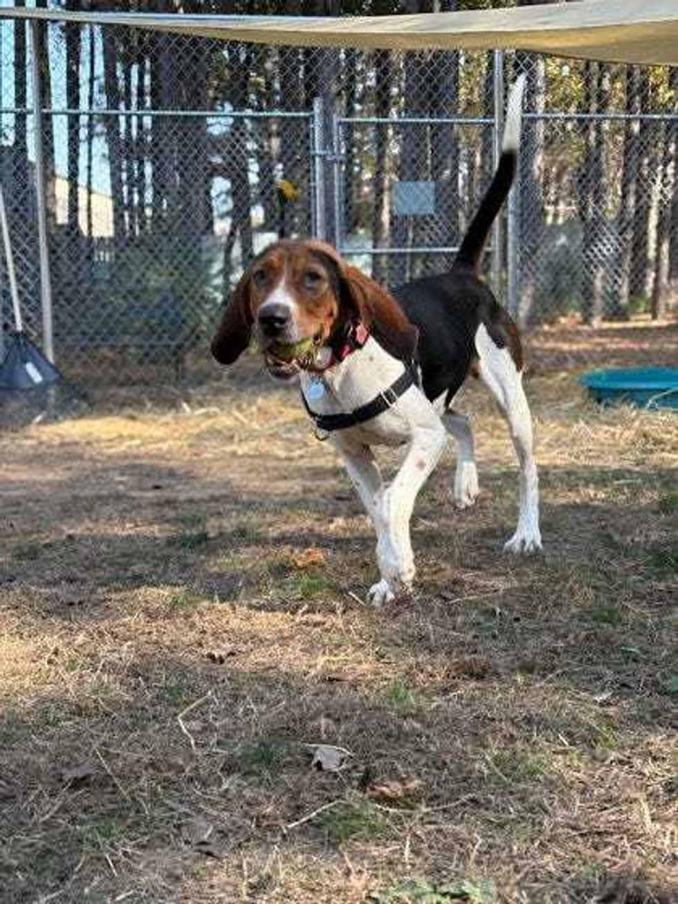 Adopt Don