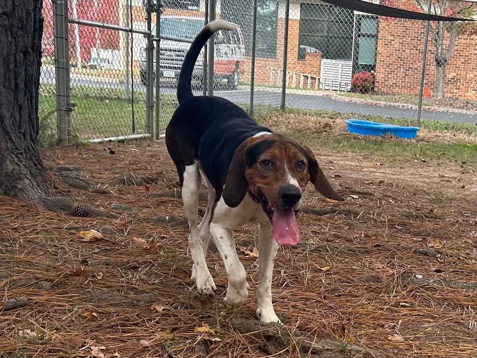 Adopt Don