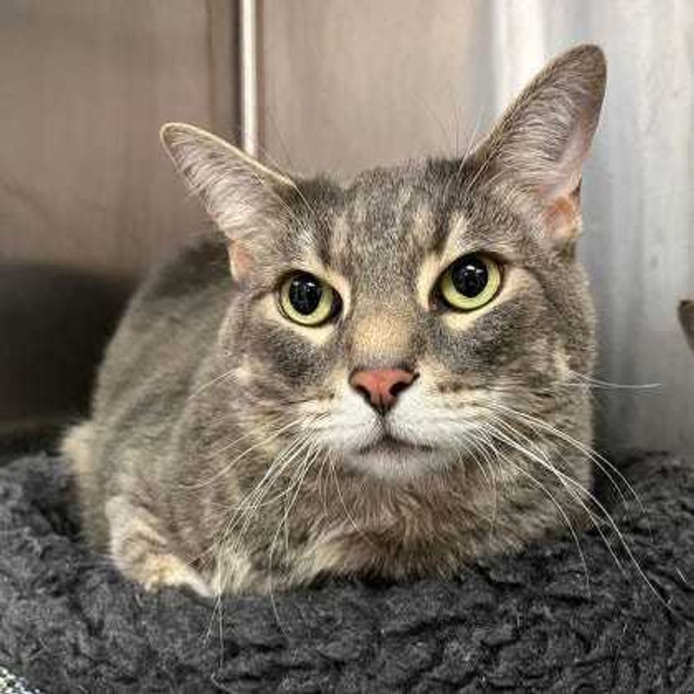 Adopt Don