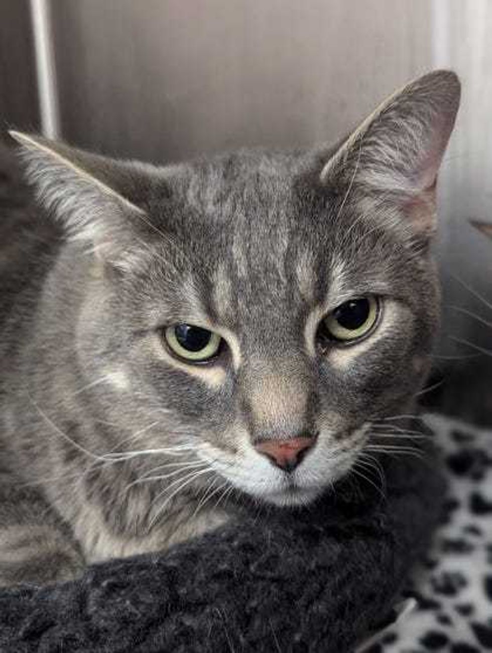 Adopt Don