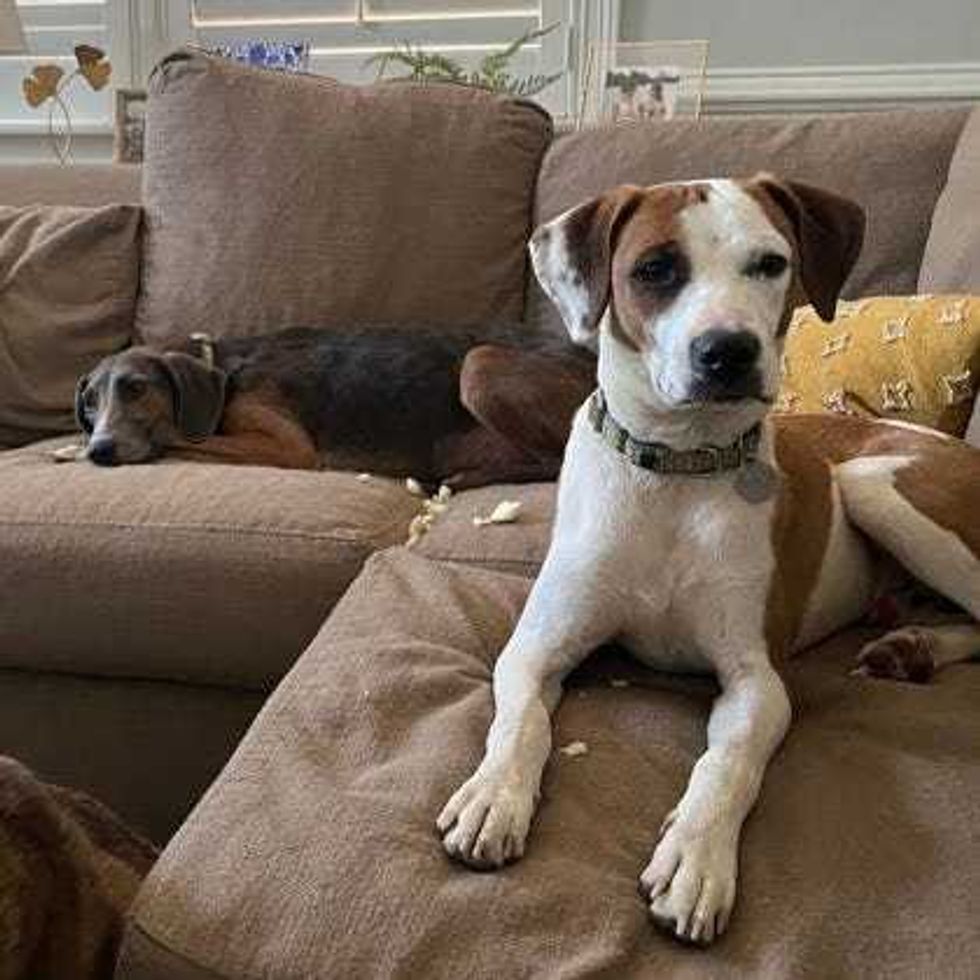 Adopt Don