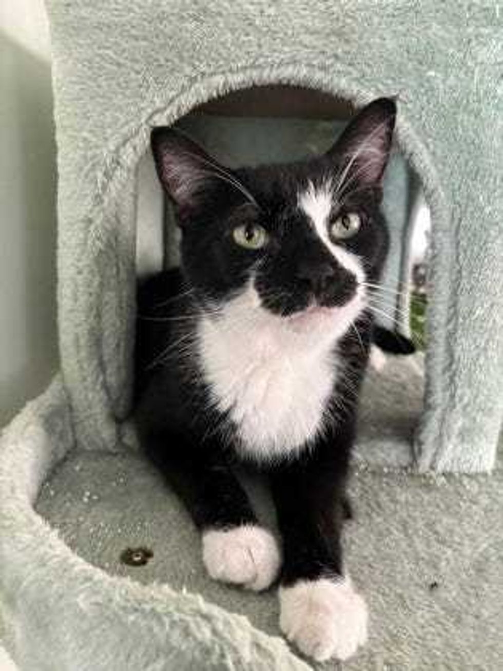 Adopt Don