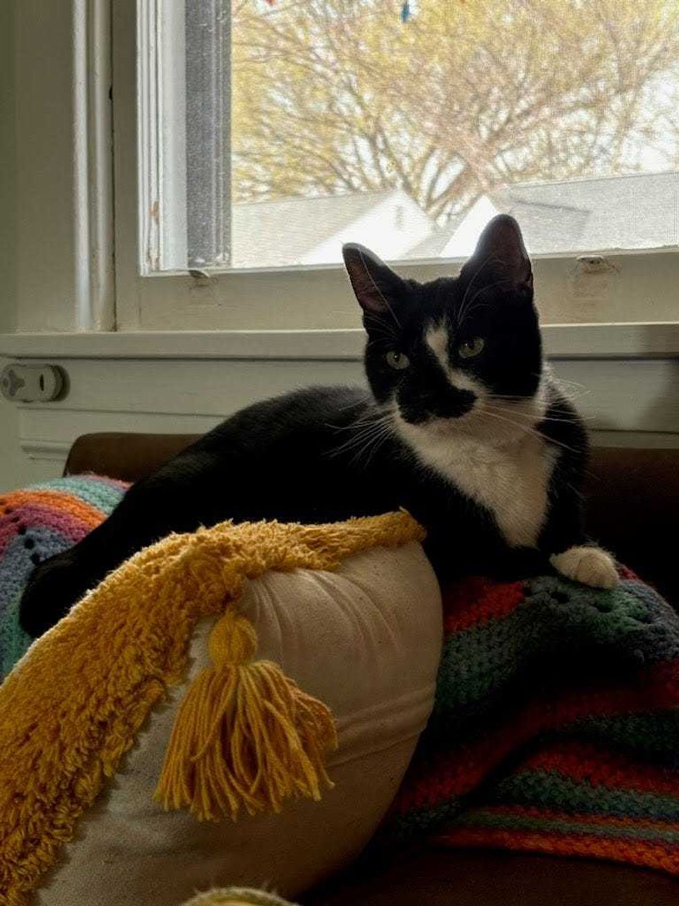 Adopt Don