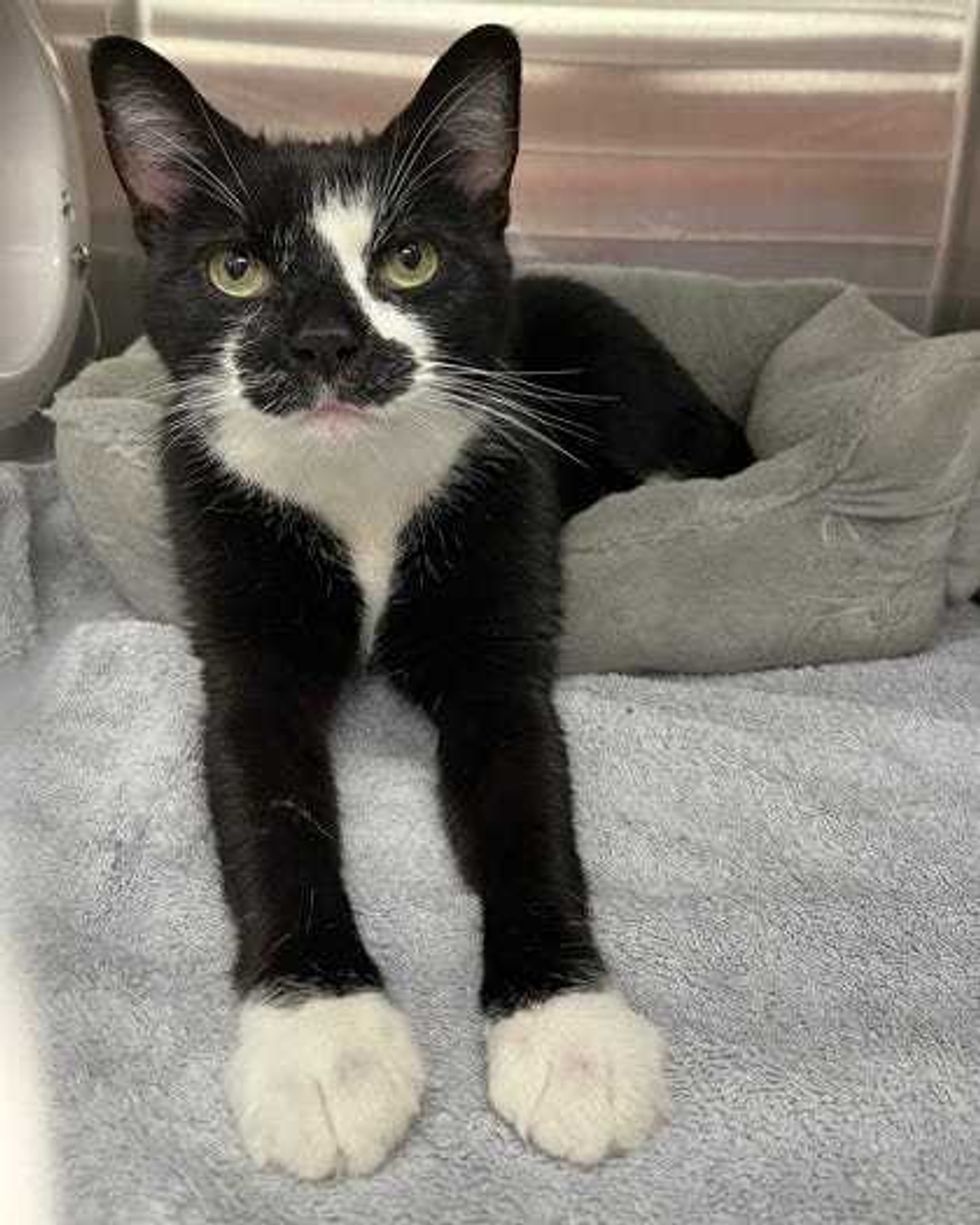 Adopt Don