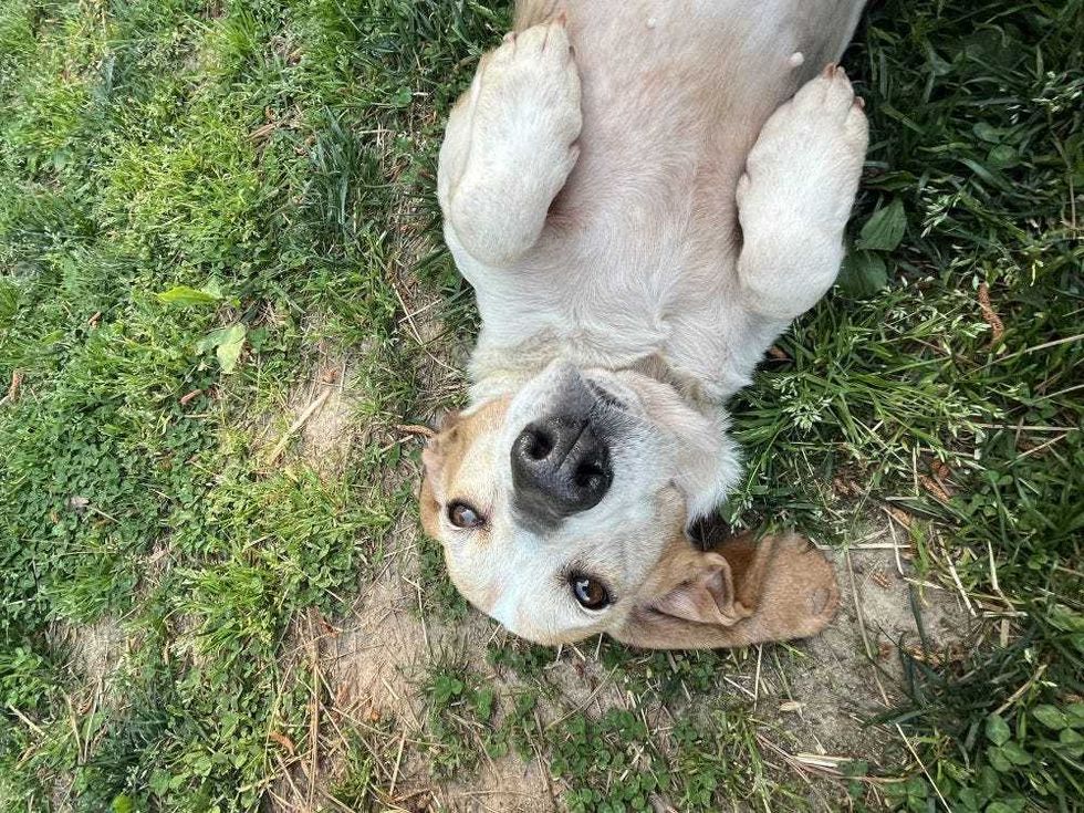Adopt Don
