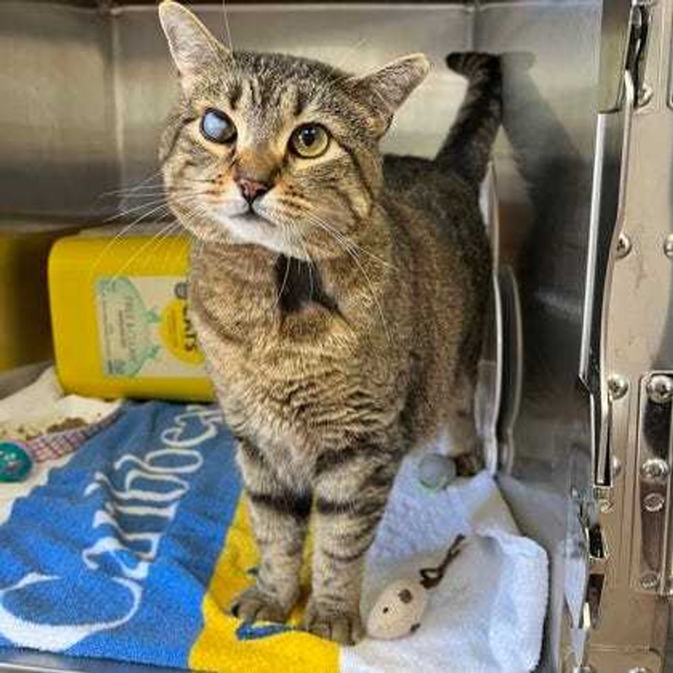 Adopt Don