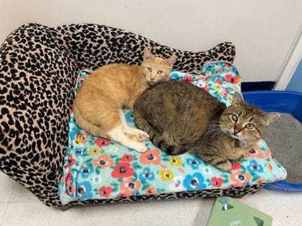 Adopt Don