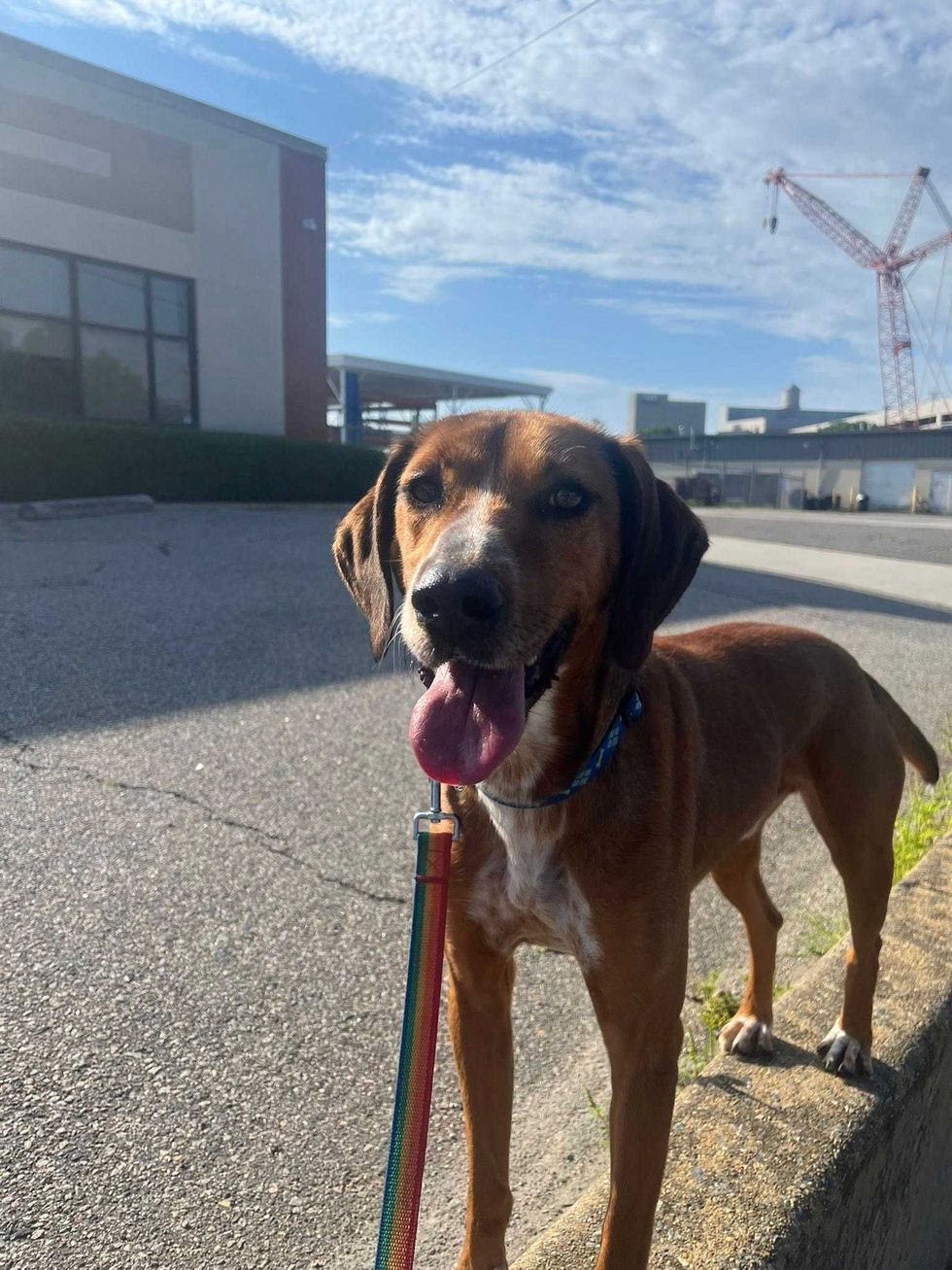 Adopt Don