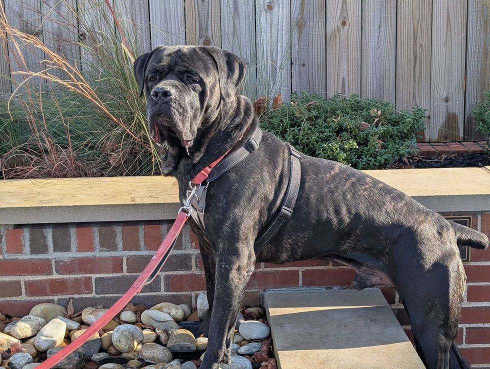 Adopt Don