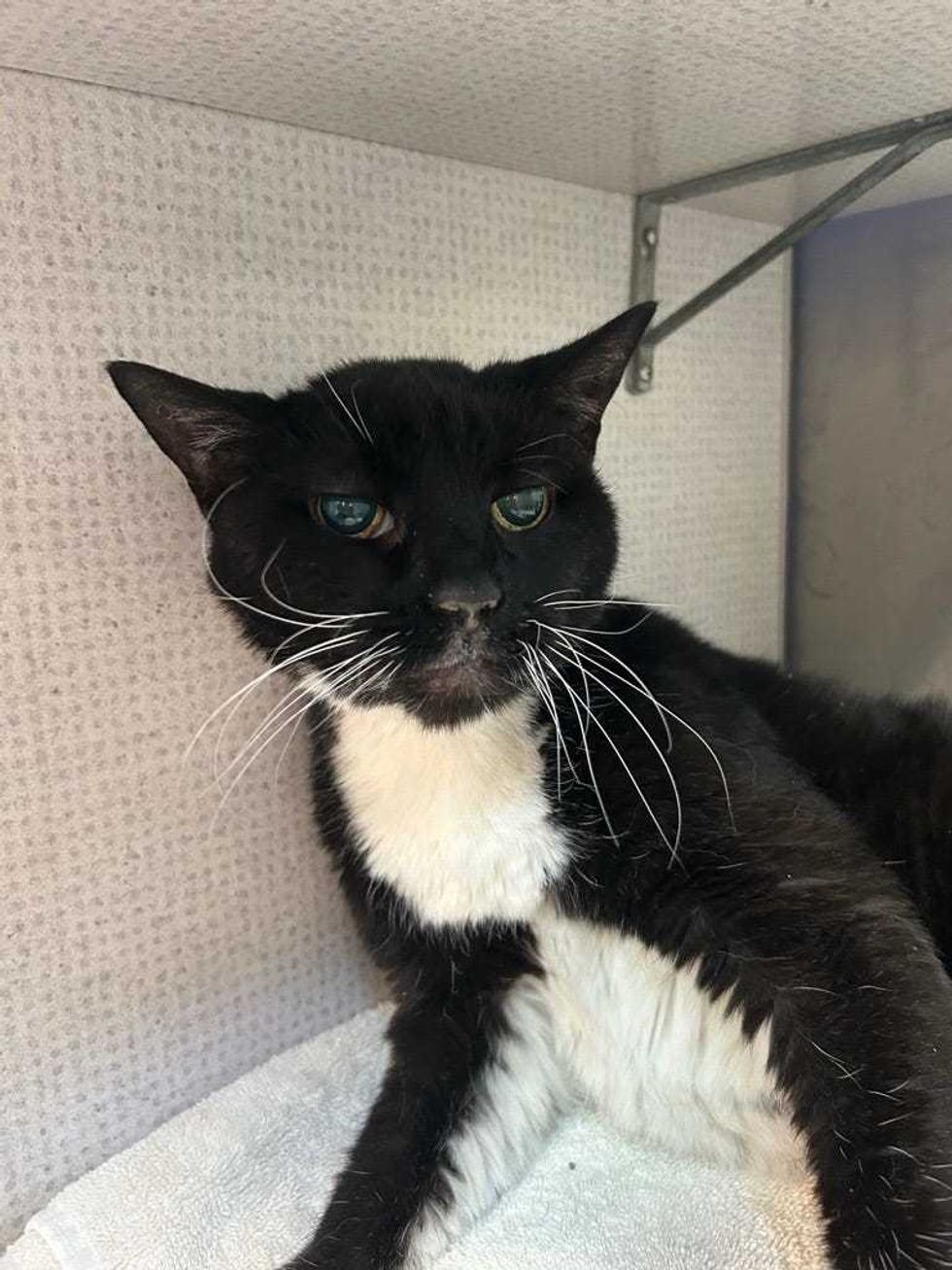 Adopt Don