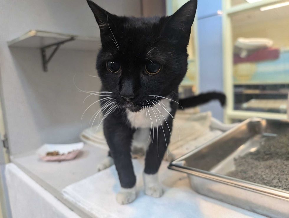 Adopt Don