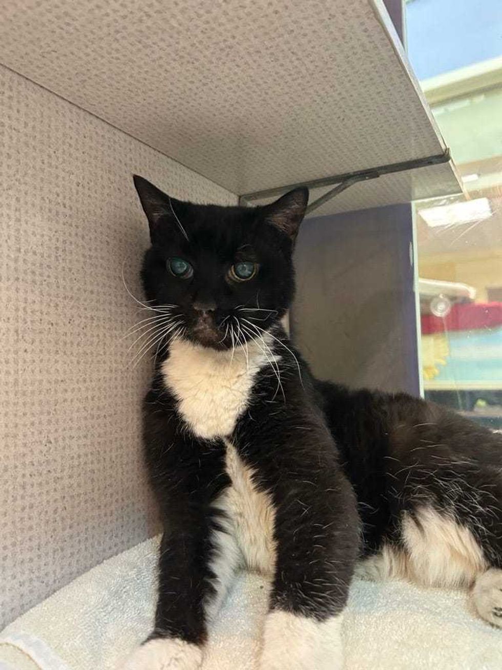 Adopt Don