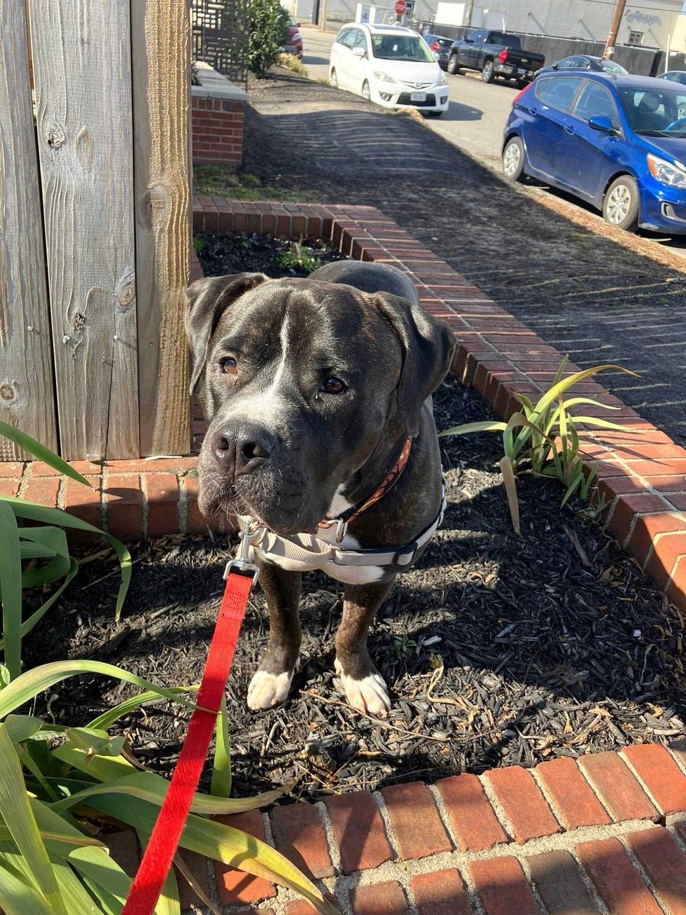 Adopt Don