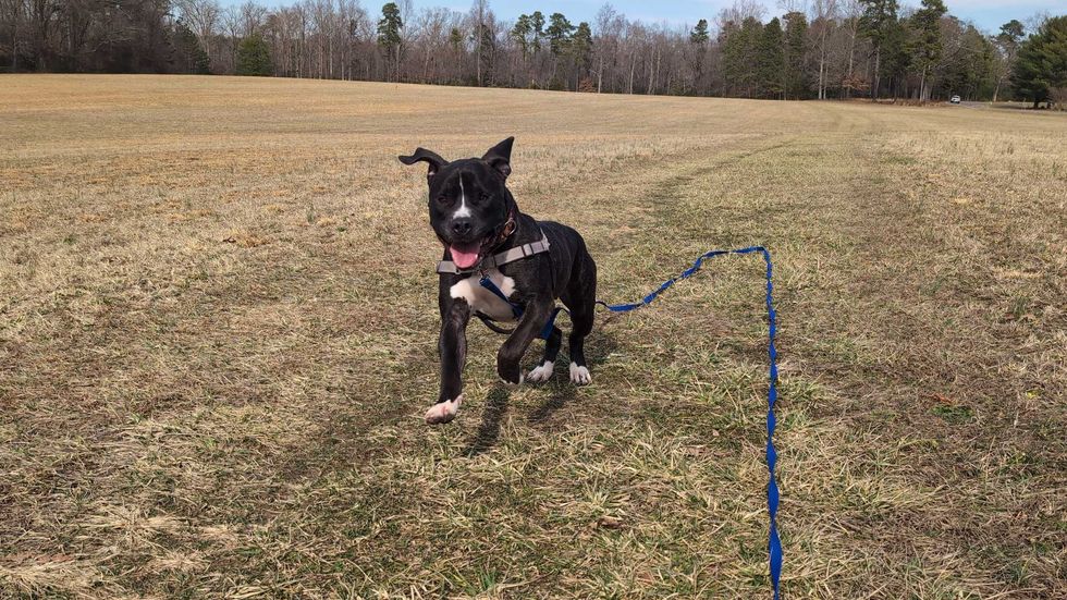 Adopt Don