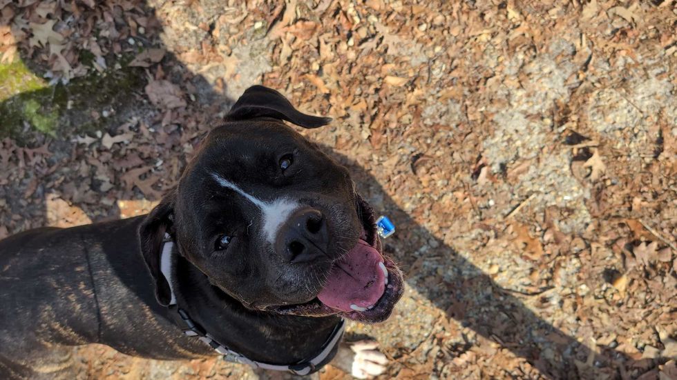 Adopt Don