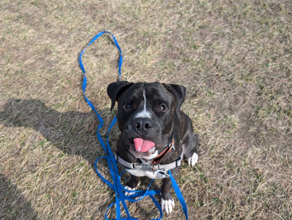 Adopt Don