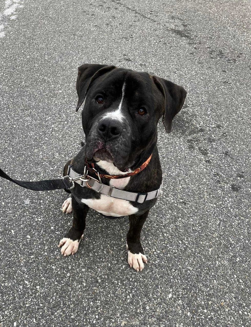 Adopt Don