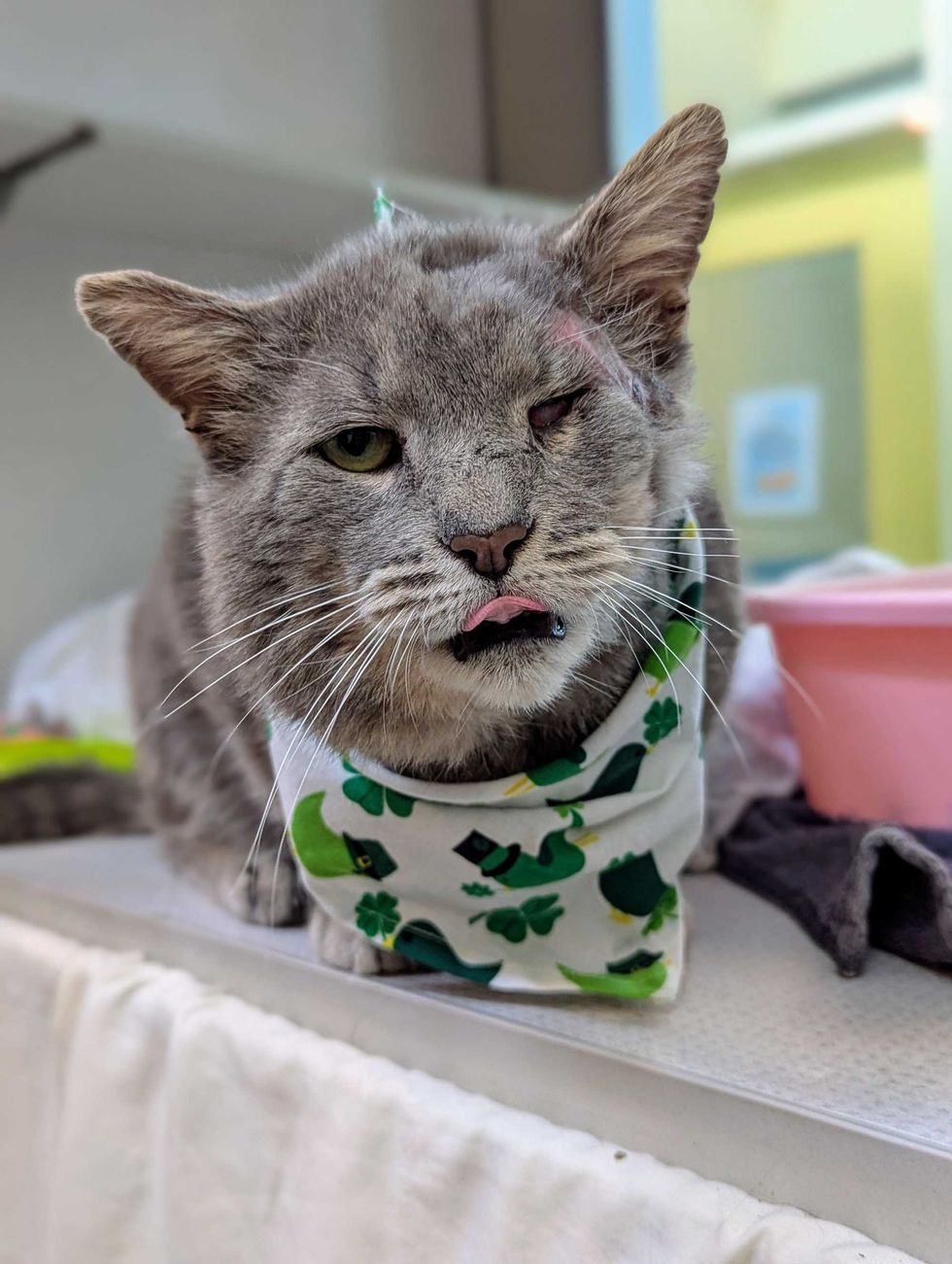 Adopt Don