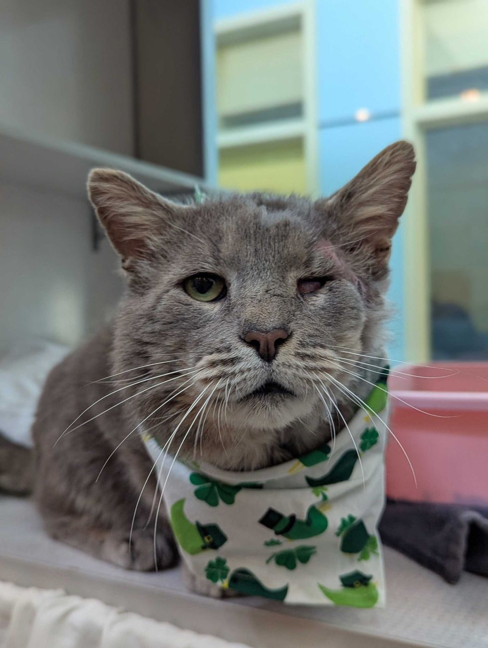 Adopt Don
