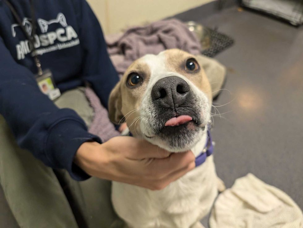 Adopt Don