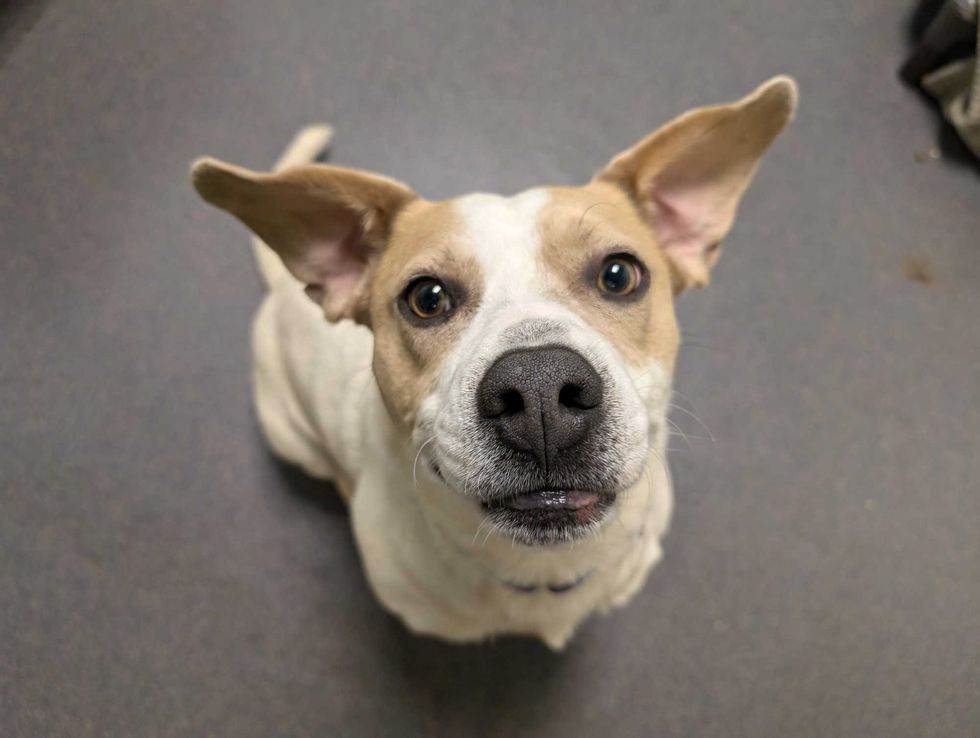 Adopt Don