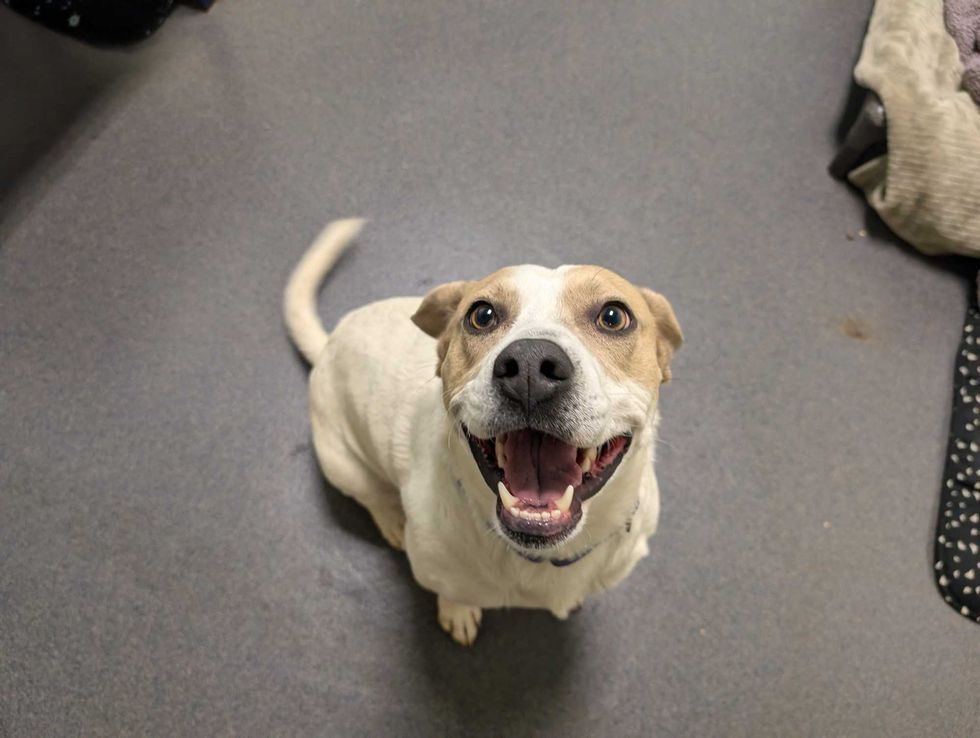 Adopt Don